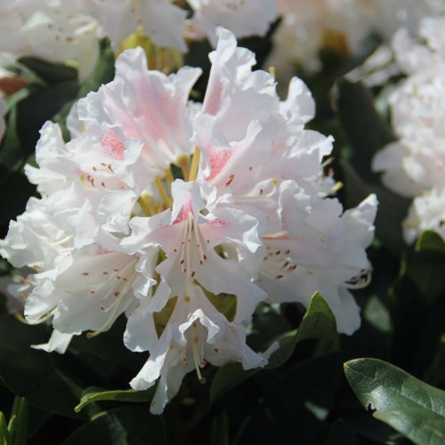 Rhododendrons & Azaleas