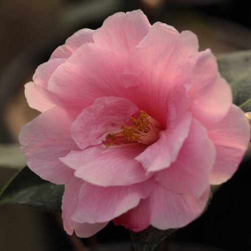 Camellias