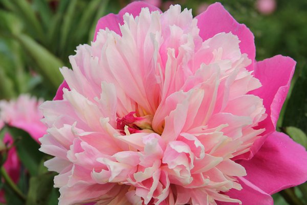 Field-Grown Bare-Root Herbaceous Peonies (Delivery October)