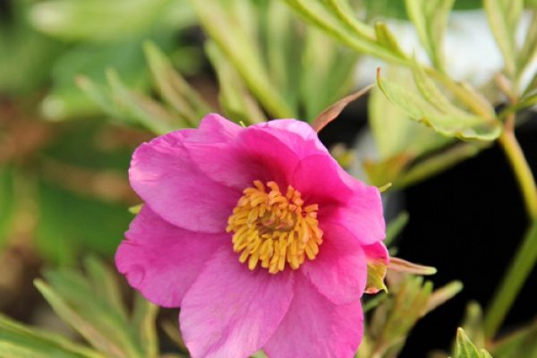 Containerised Herbaceous, Intersectional & Tree Peonies (Available All Year)