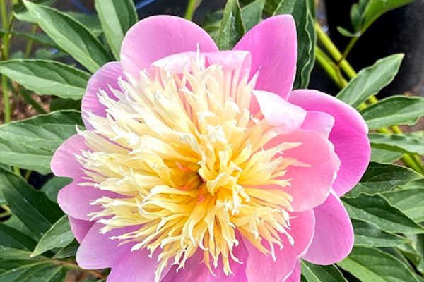 Herbaceous & Intersectional Peonies