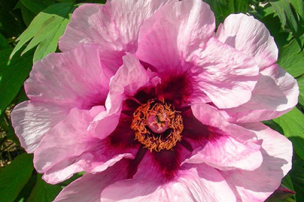 Field-Grown Herbaceous, Intersectional & Tree Peonies (Delivery October)