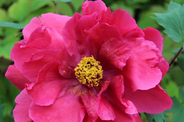 Japanese Tree Peonies