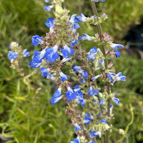 Salvias