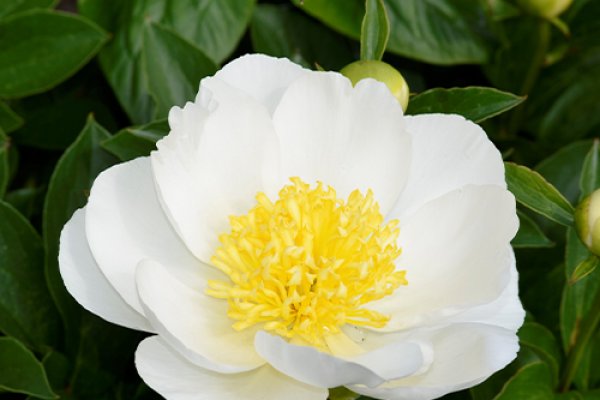 Premium Field-Grown Peonies