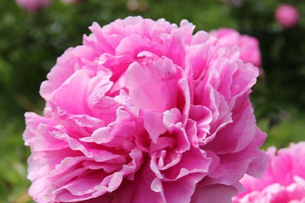 Extra Large Field-Grown Peonies