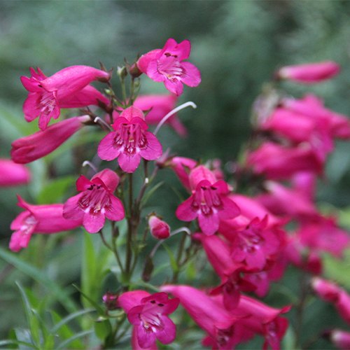 Penstemons