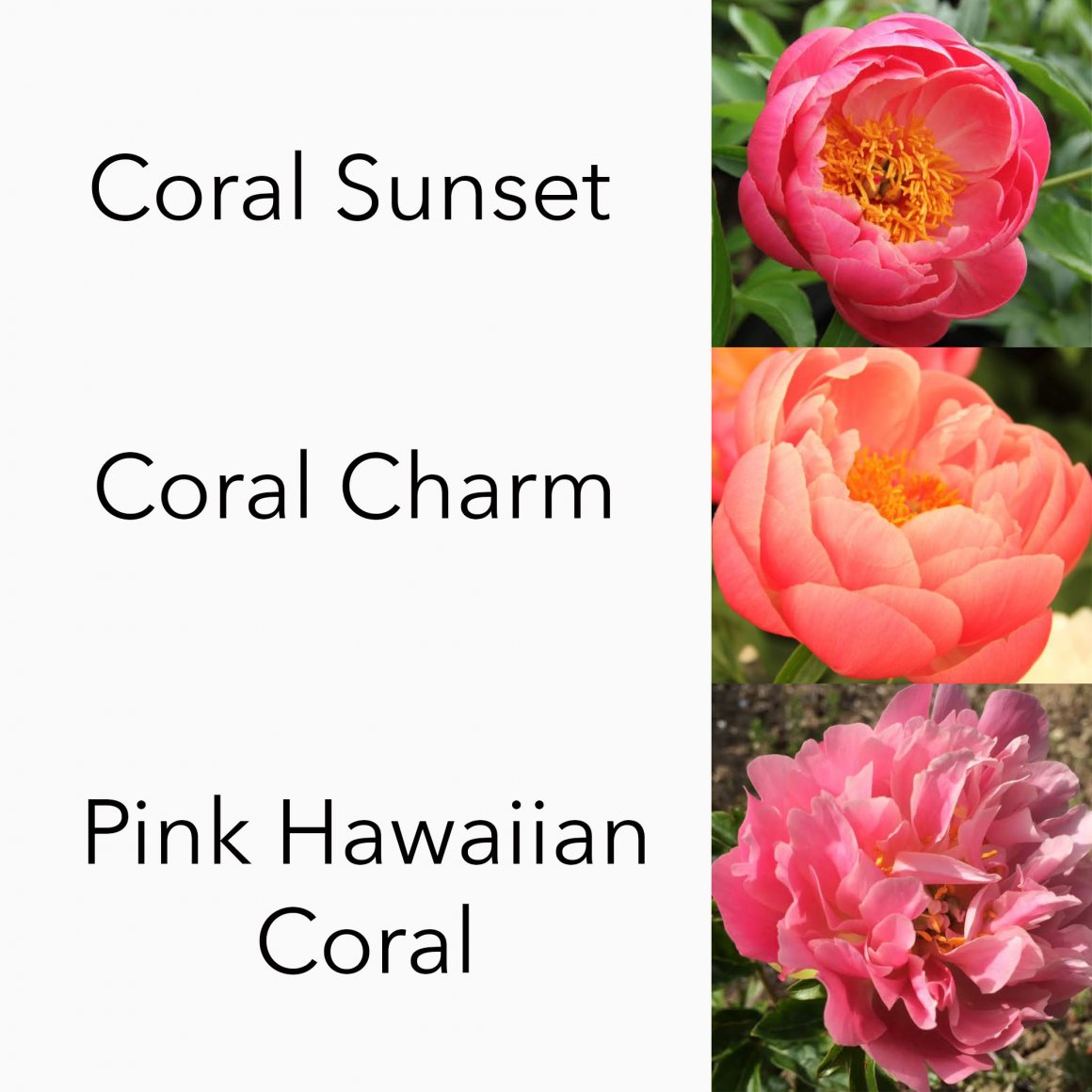 Kelways Coral Peony Collection 