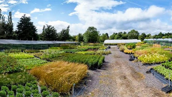 31 days to go! RHS Chelsea 2021 Update