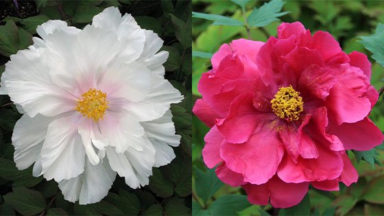 Exquisite Tree Peonies