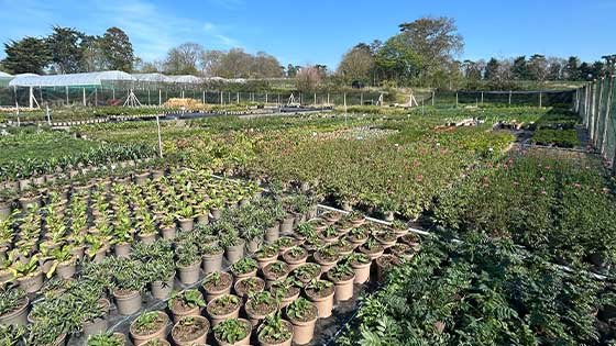 Kelways at Chelsea 2026