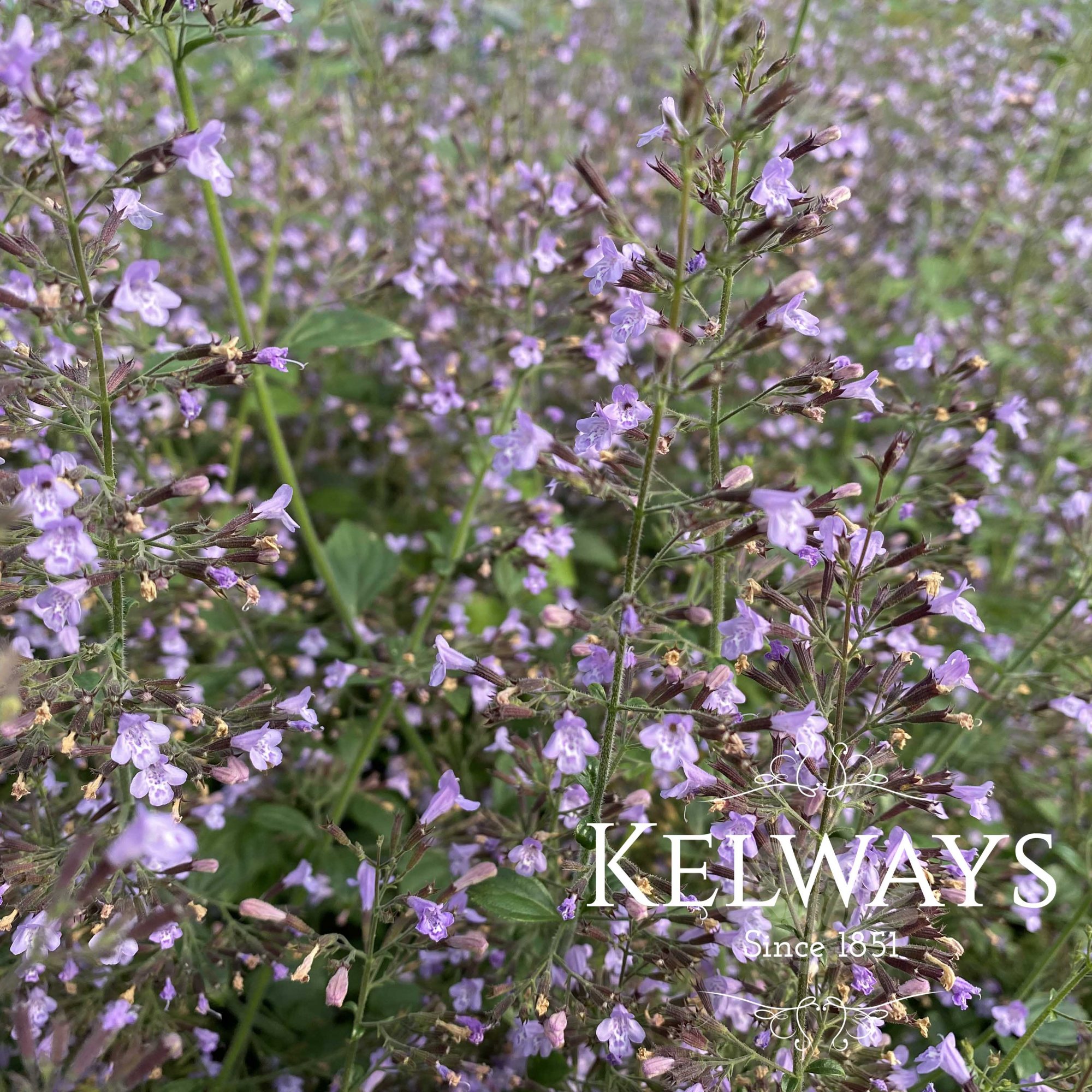Calamintha nepeta subsp. nepeta 'Blue Cloud' - Kelways Plants Ltd