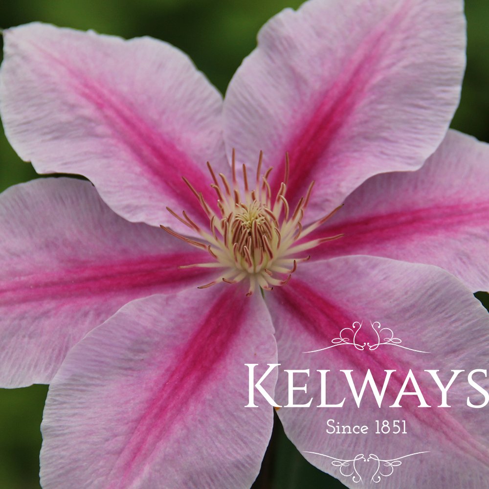 Clematis 'Bee's Jubilee' - Kelways Plants Ltd