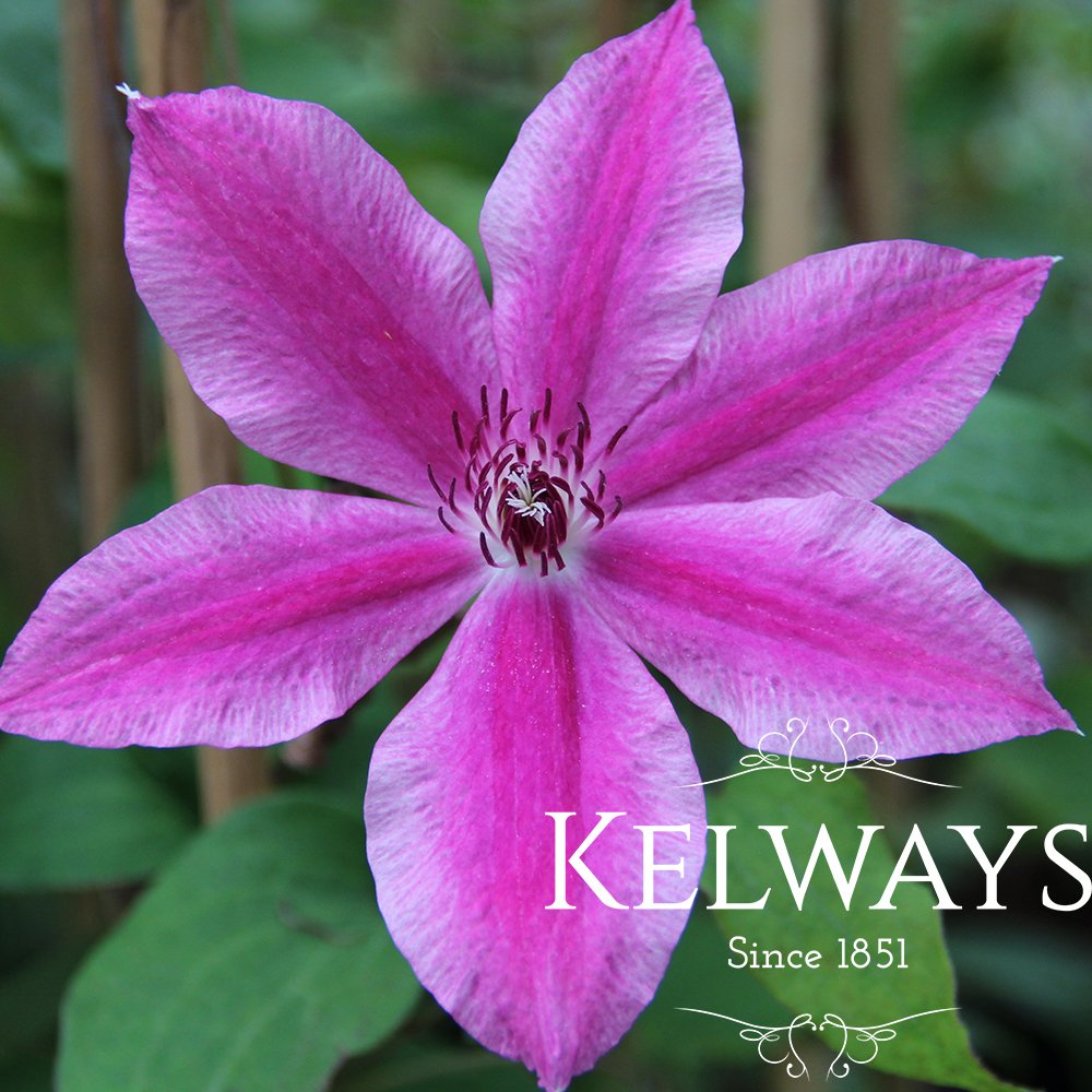 Clematis 'Carnaby' Kelways Plants Ltd