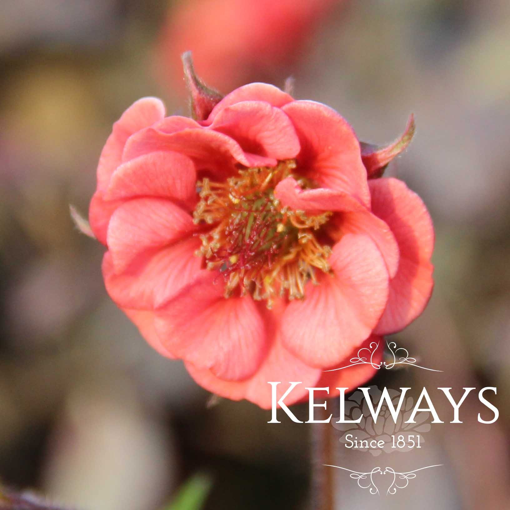 Geum 'Flames of Passion' PBR - Kelways Plants Ltd