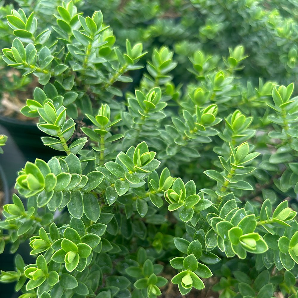 Hebe 'Margret' (2 litre pot) - Kelways Plants Ltd
