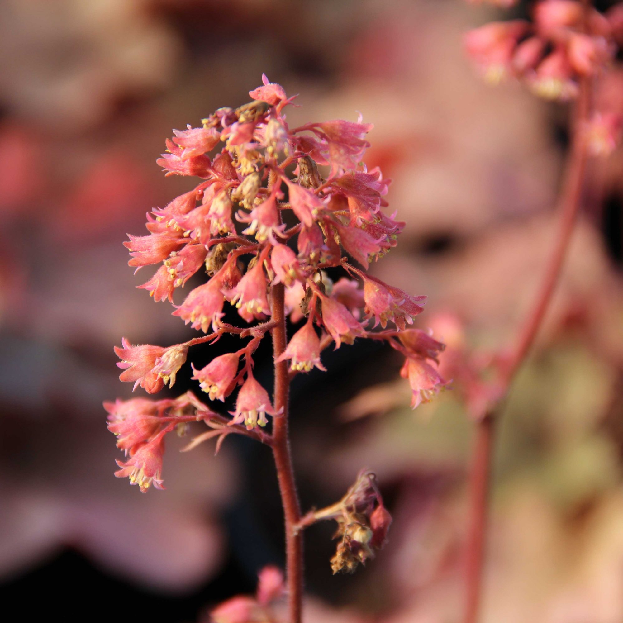 Heuchera 'Cherry Cola' - Kelways Plants Ltd