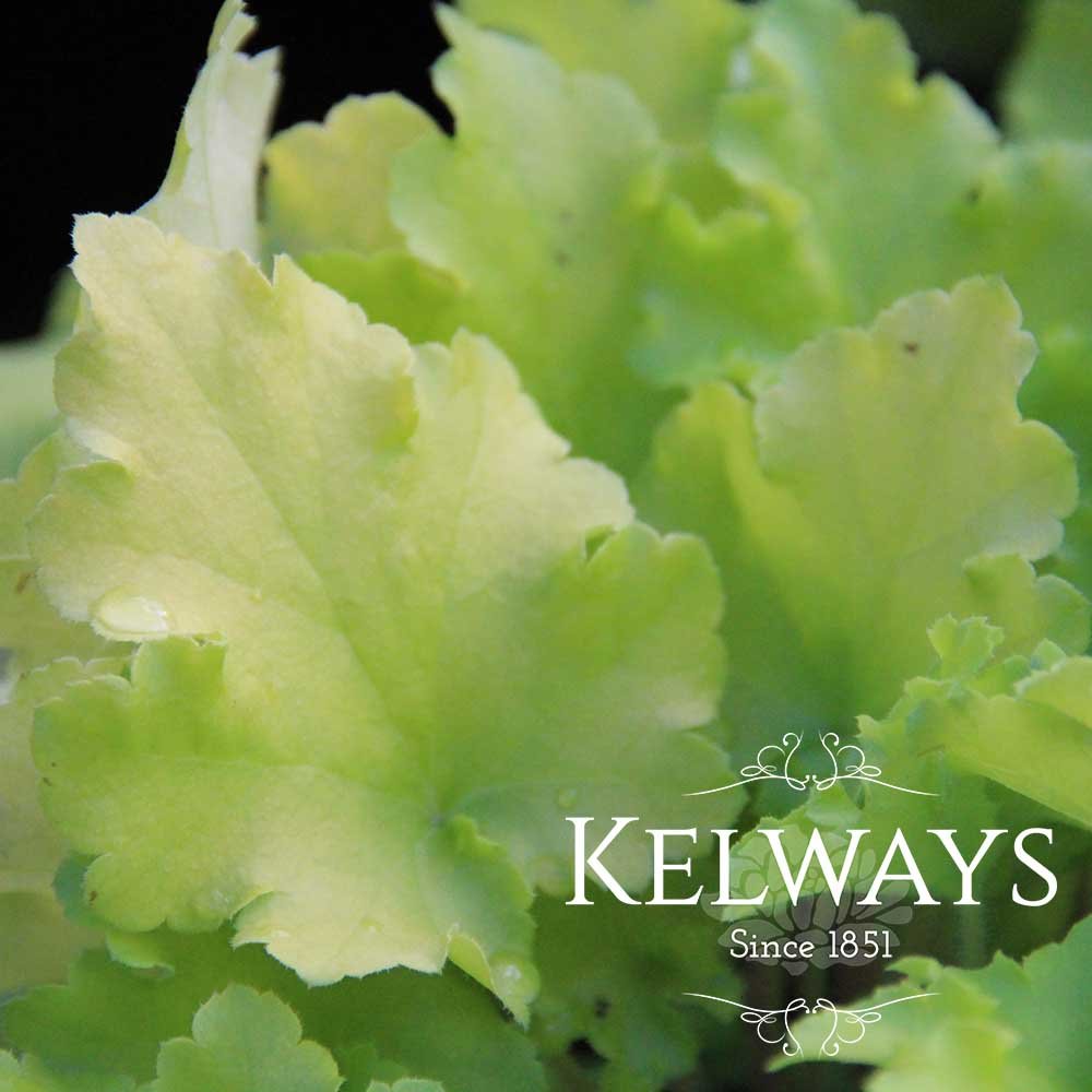 Heuchera 'Lime Marmalade' Kelways Plants Ltd