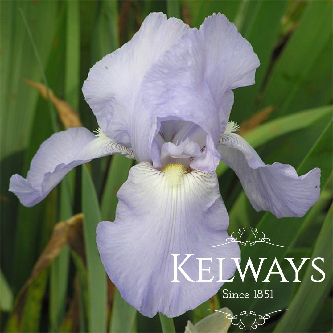 Iris &lsquo;Jane Phillips&rsquo; - Kelways Plants Ltd