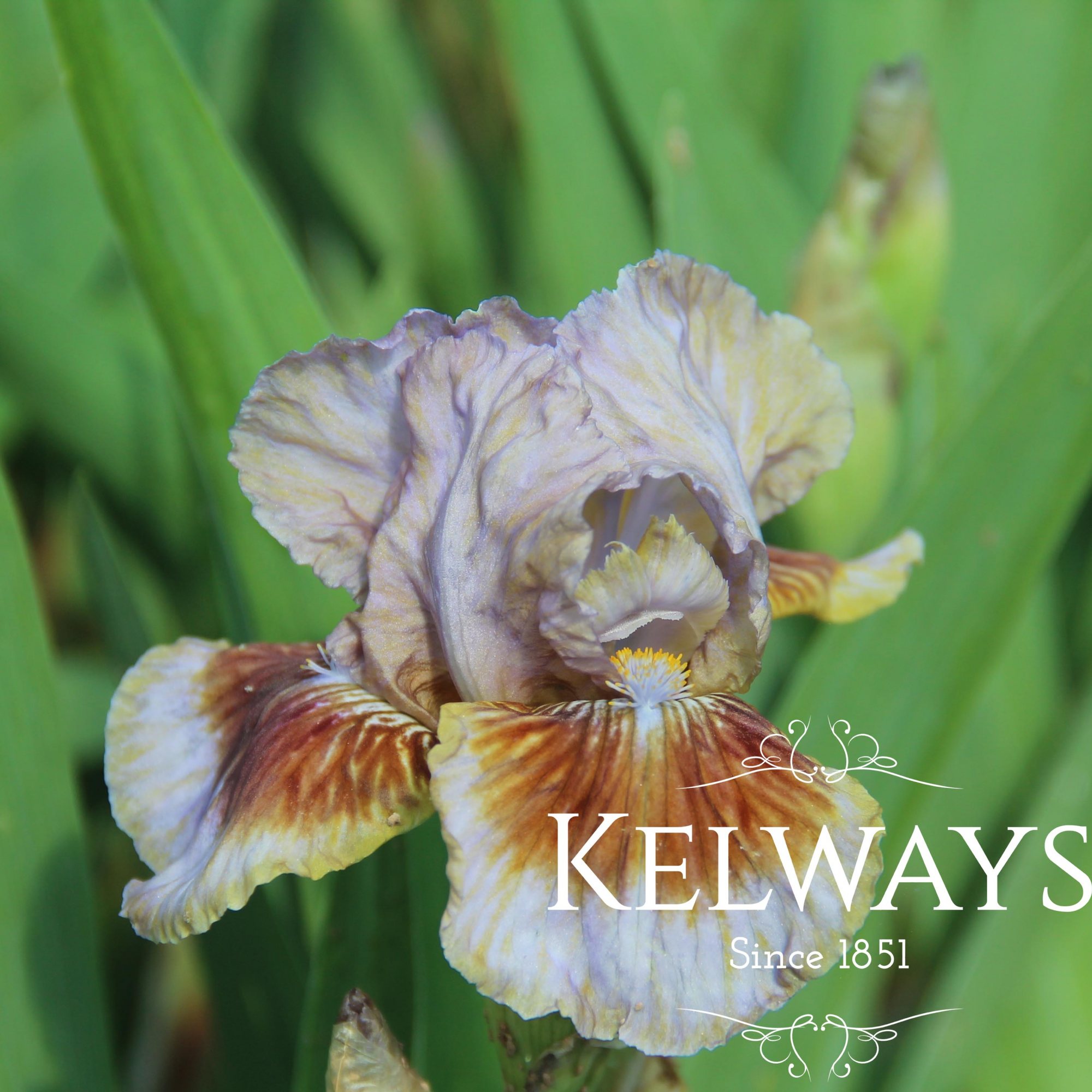 Iris 'Langport Storm' (IB) - Kelways Plants Ltd