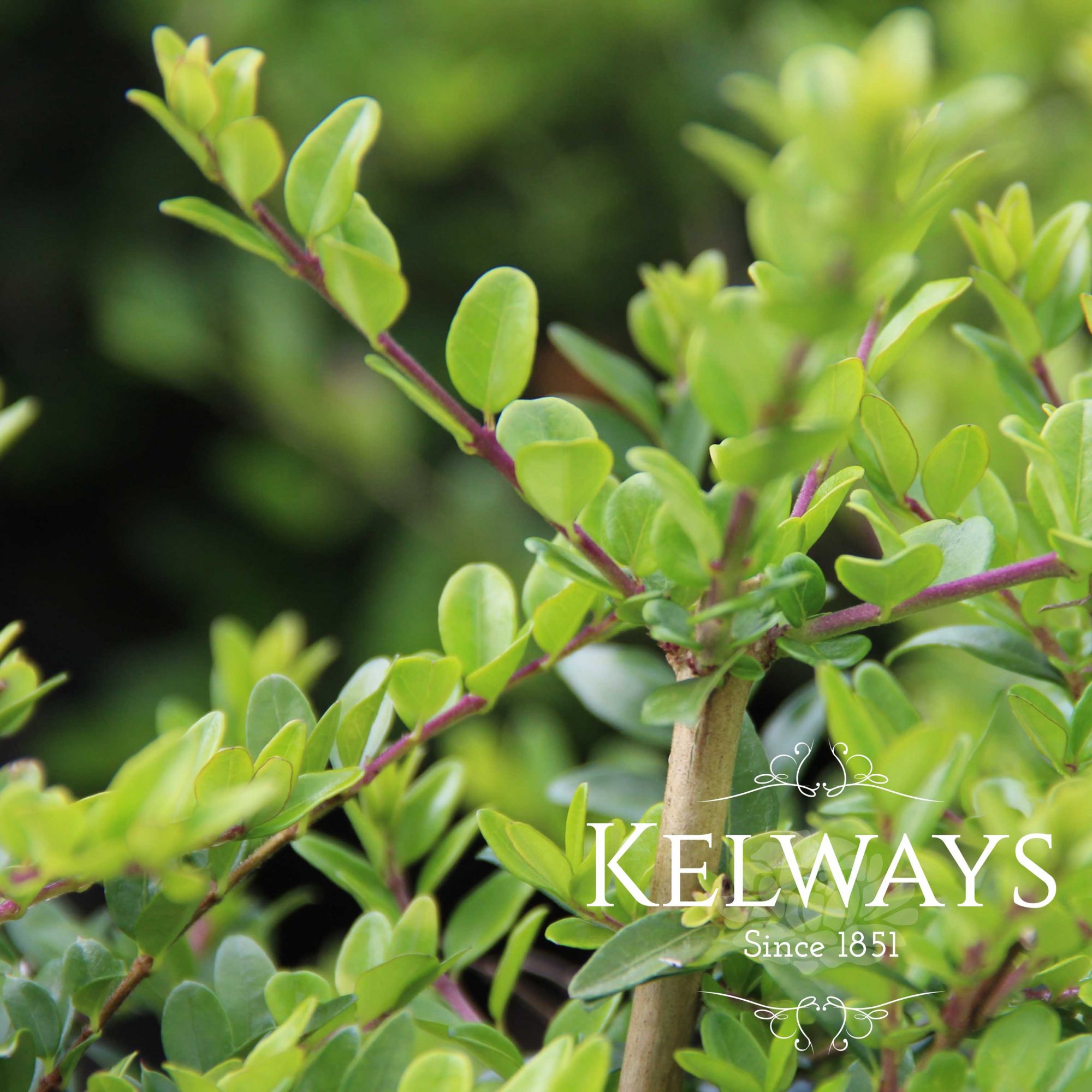 Lonicera ligustrina var. yunnanensis 'Maigrun' - Kelways Plants Ltd