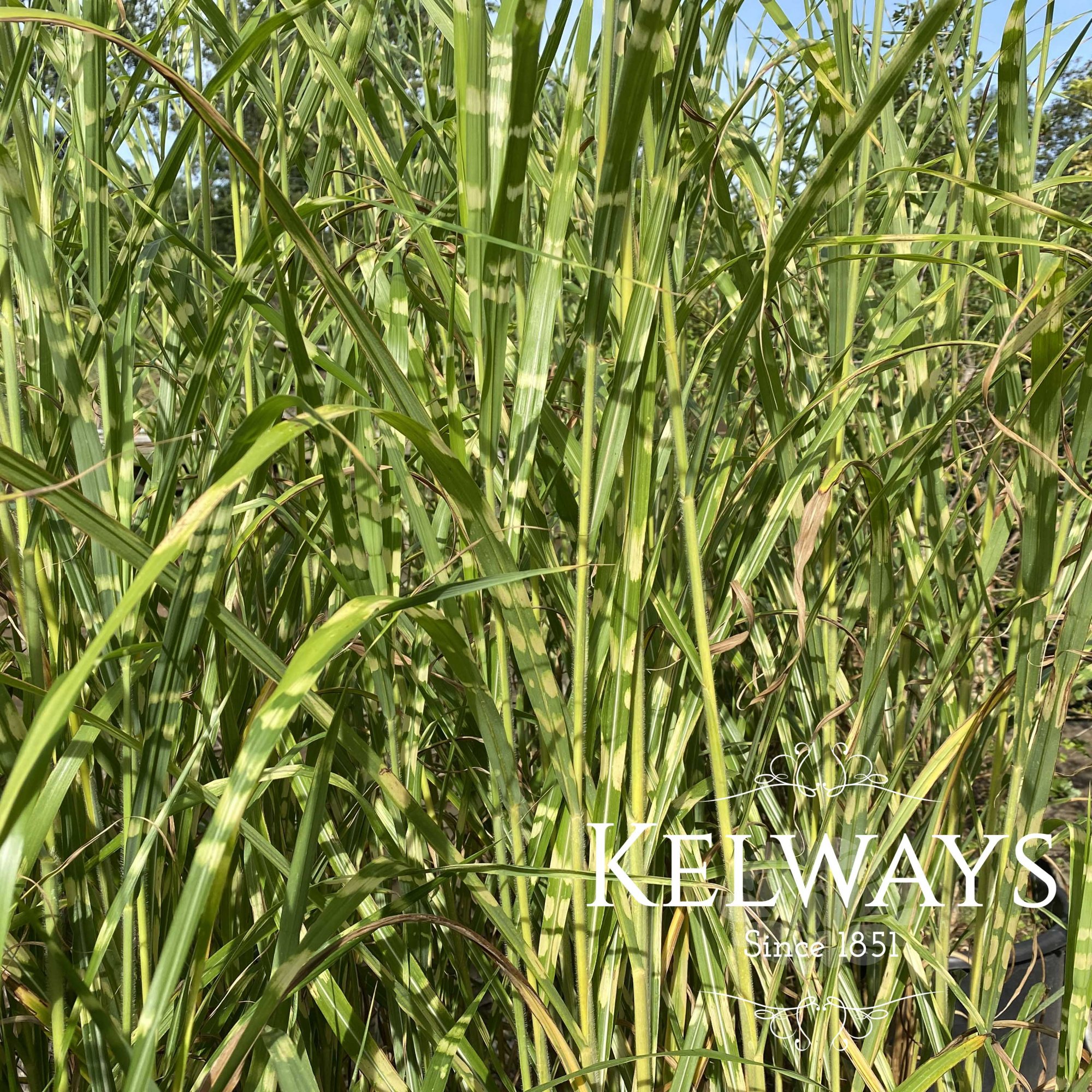 Miscanthus en ketensamenwerkingen – Miscantus Agri