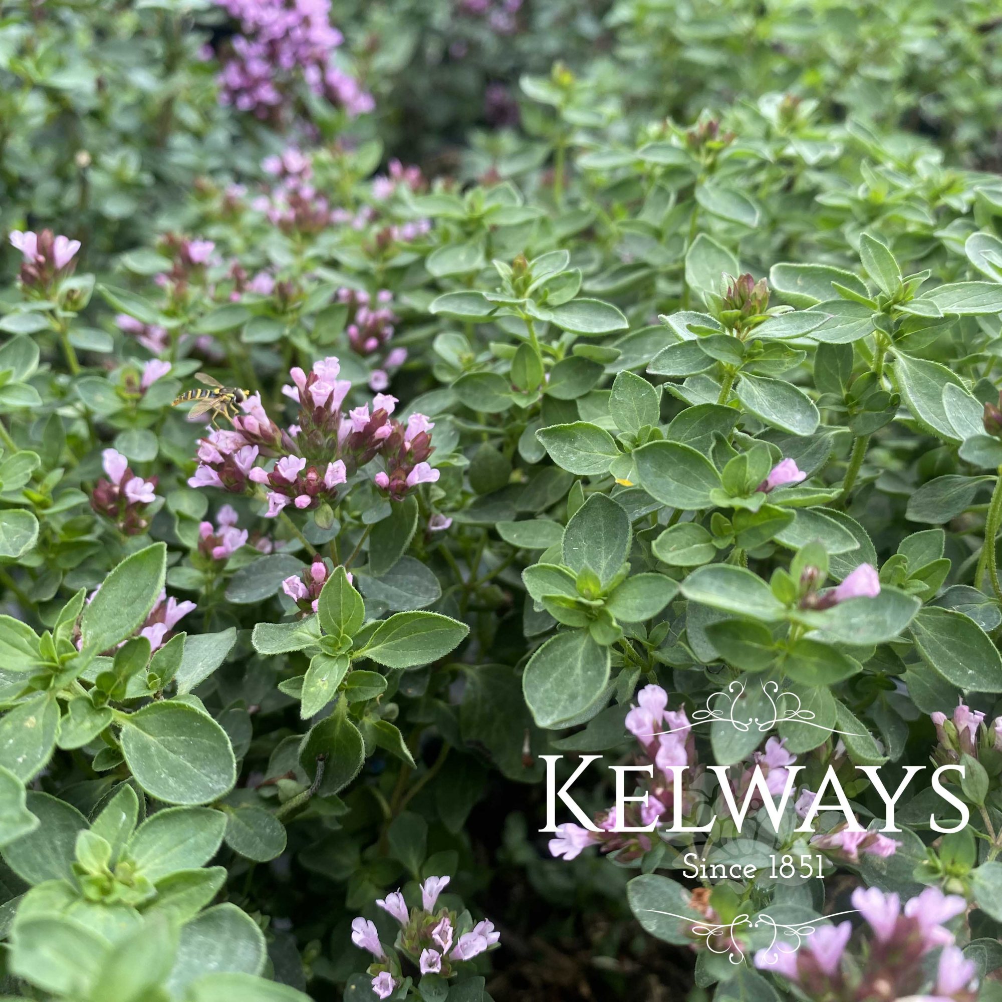 Origanum laevigatum ‘Herrenhausen ‘(Oregano) - Kelways Plants Ltd