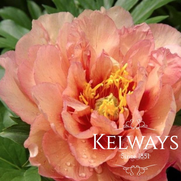Paeonia 'Kopper Kettle' Kelways Plants Ltd