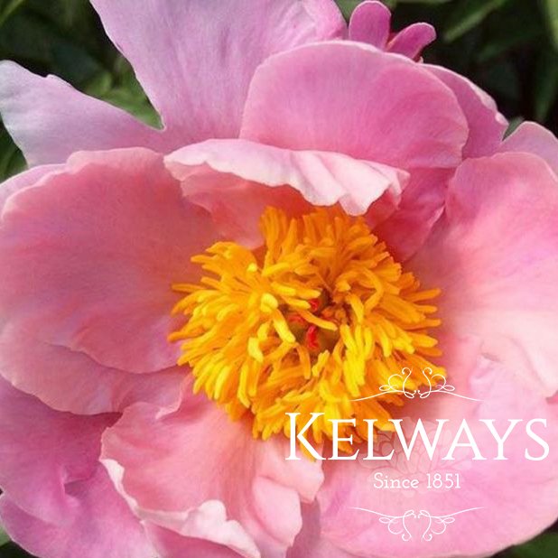 Paeonia 'Sea Shell' - Kelways Plants Ltd