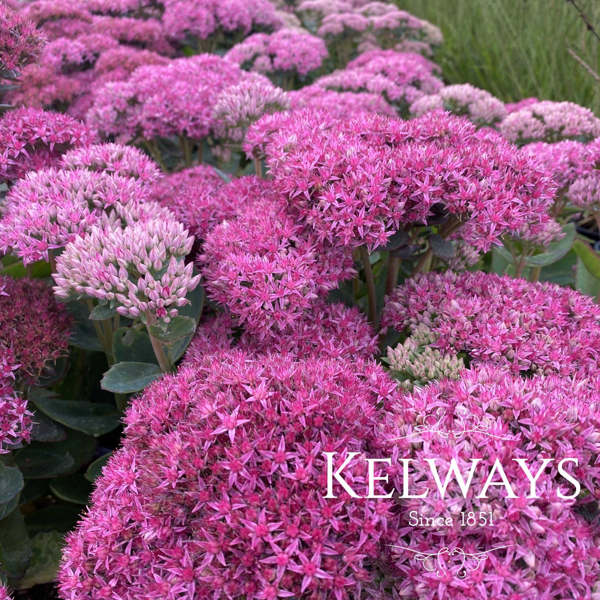 Sedum Munstead Red - Kelways Plants Ltd