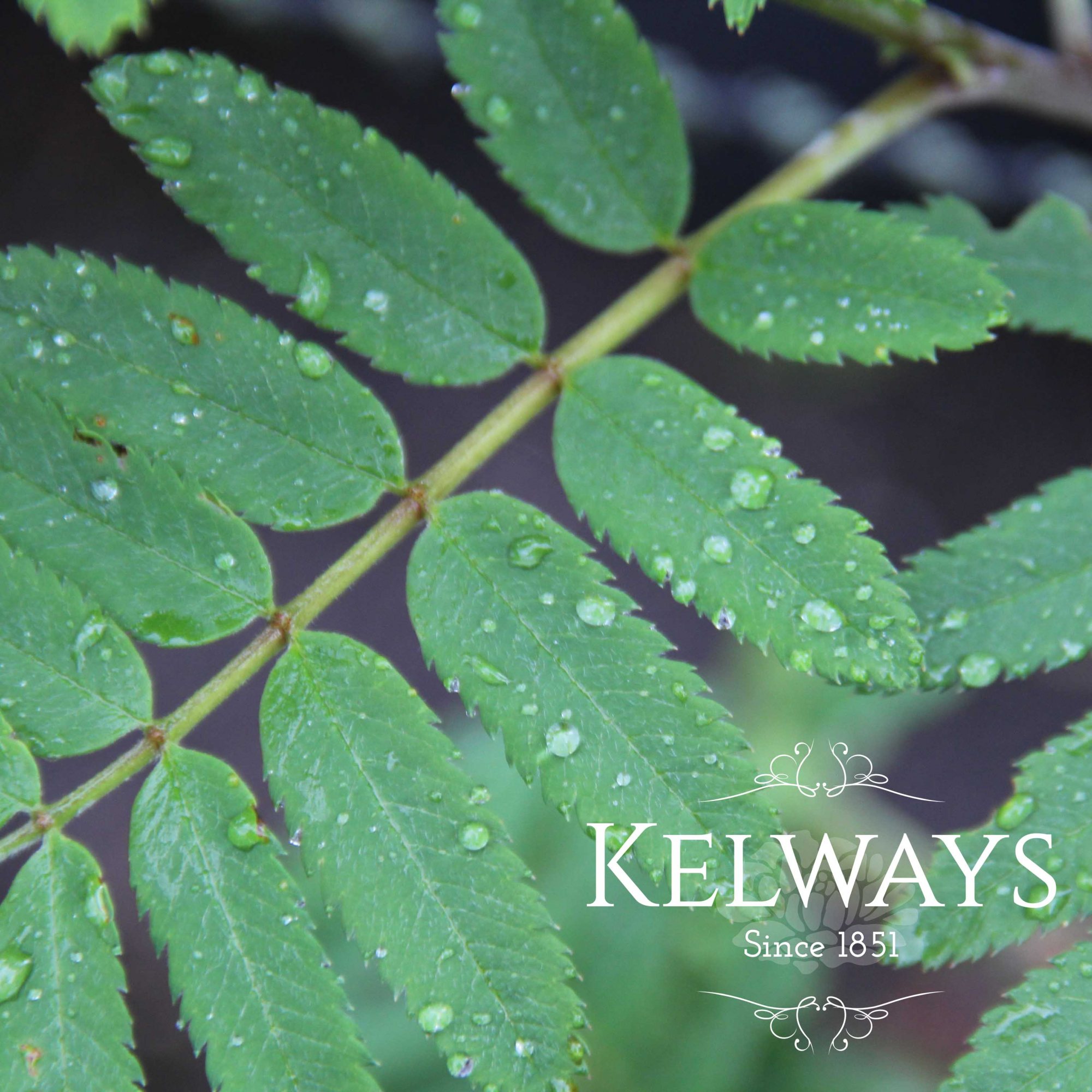Sorbus aucuparia var. edulis - Kelways Plants Ltd