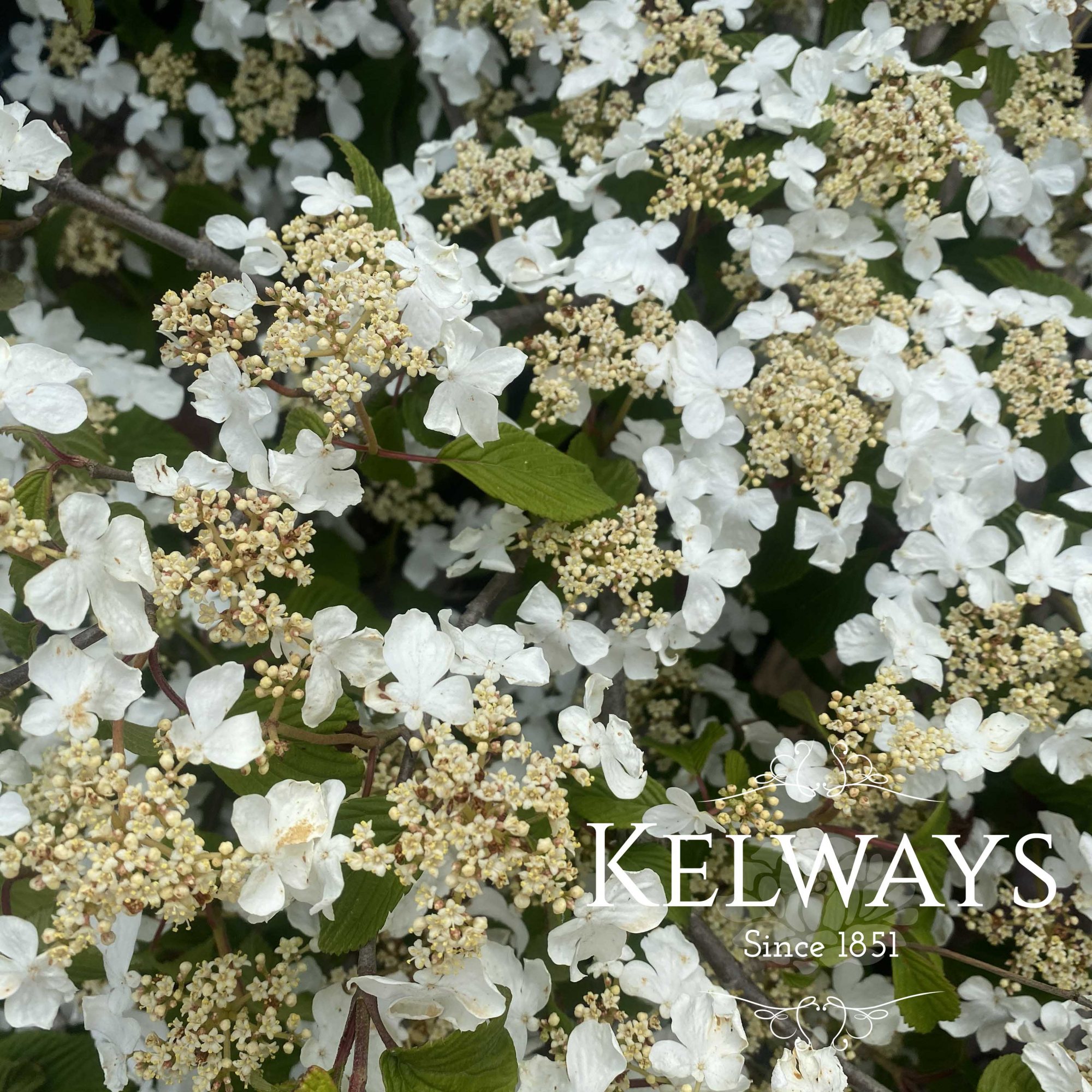 Viburnum Mariesii - Kelways Plants Ltd