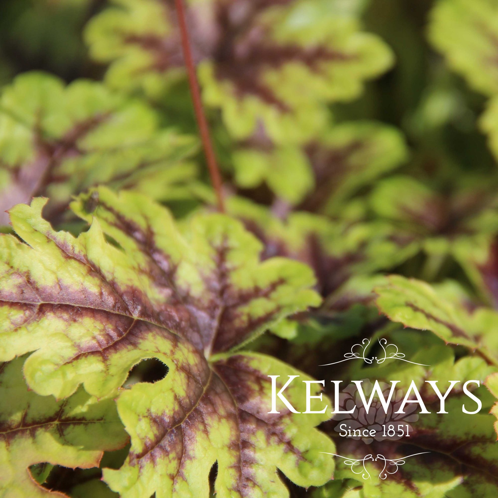 Heucherella Tapestry Kelways Plants Ltd