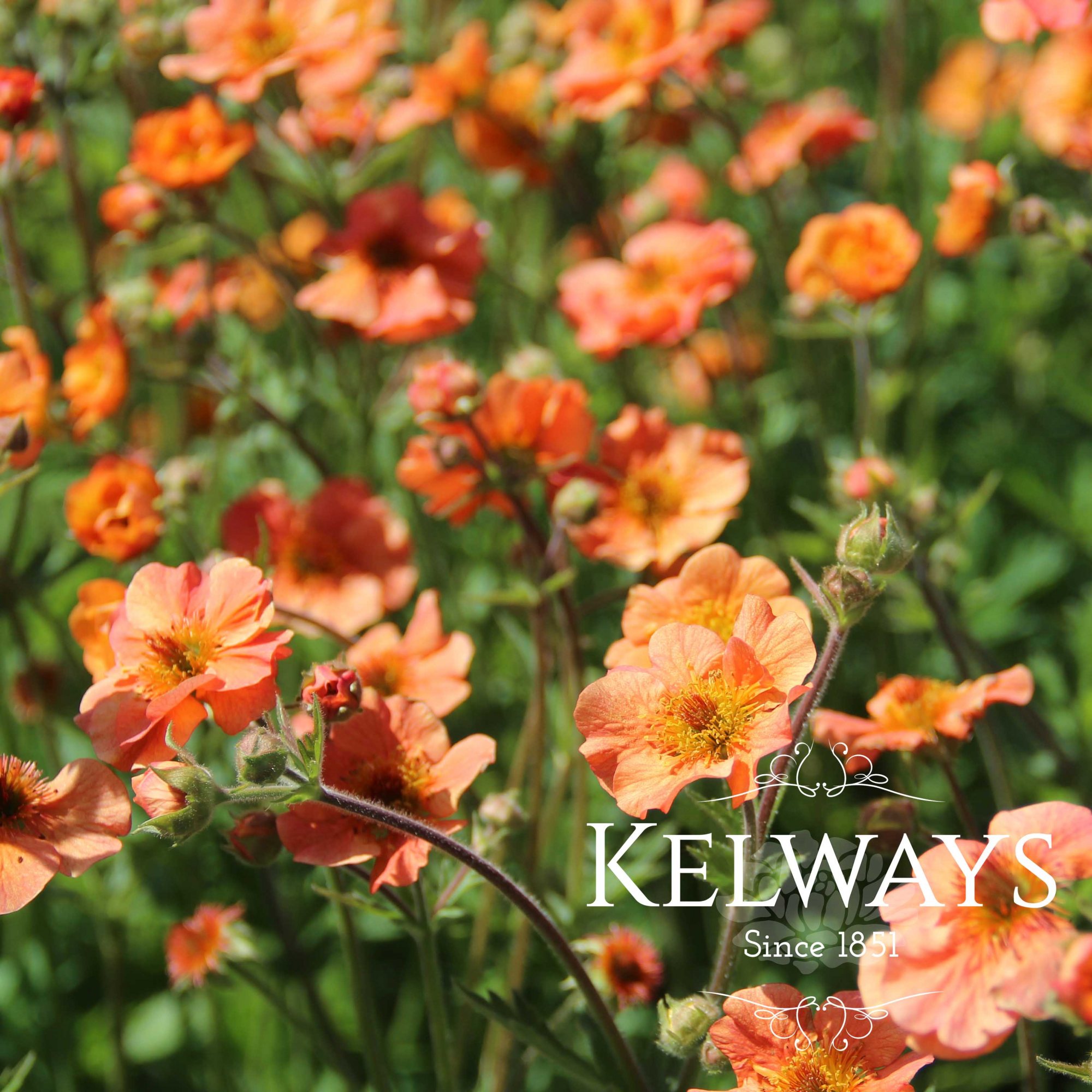 Geum 'Totally Tangerine' Kelways Plants Ltd