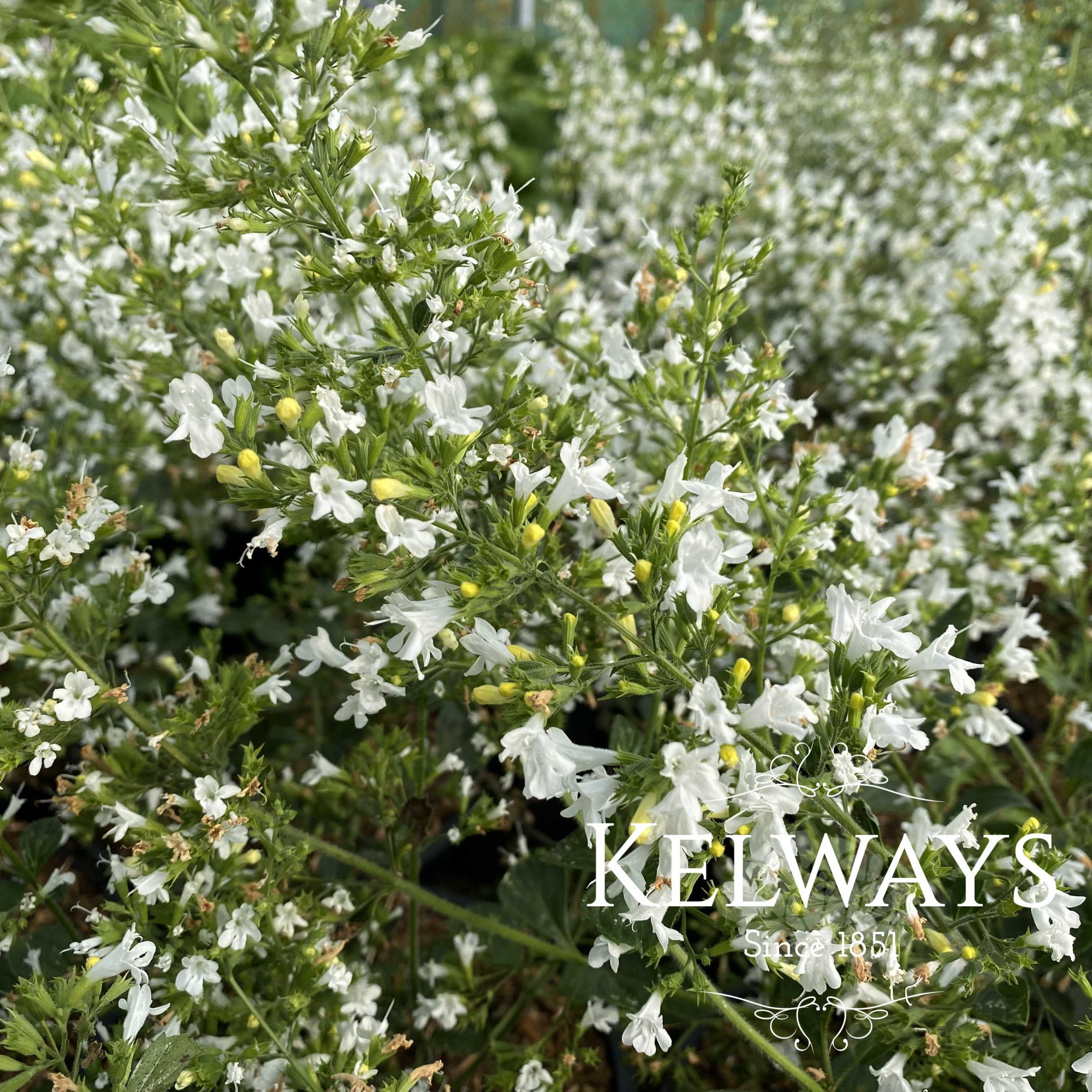 Calamintha nepeta subsp. glandulosa 'White Cloud' Kelways Plants Ltd