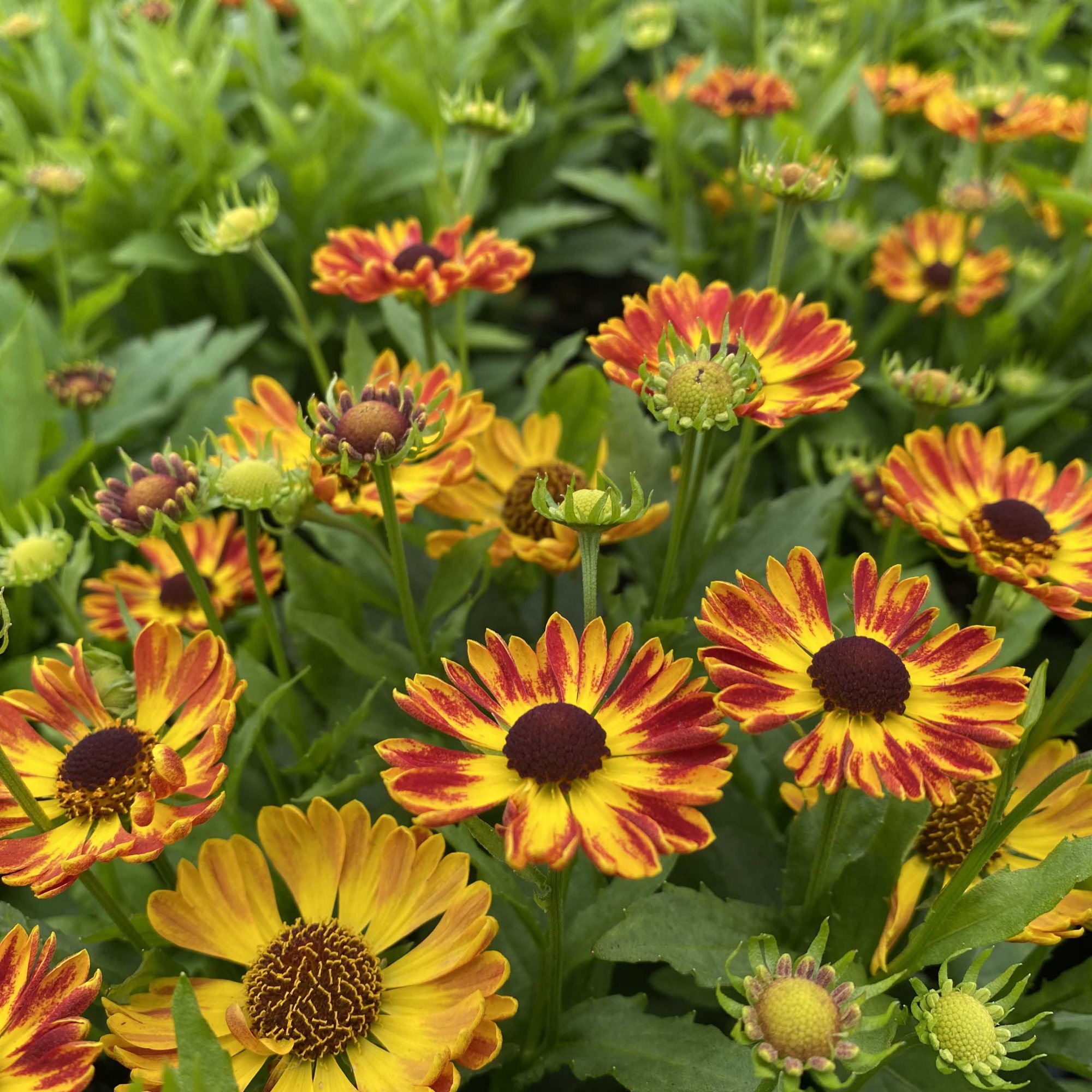 Helenium Fuego - Kelways Plants Ltd