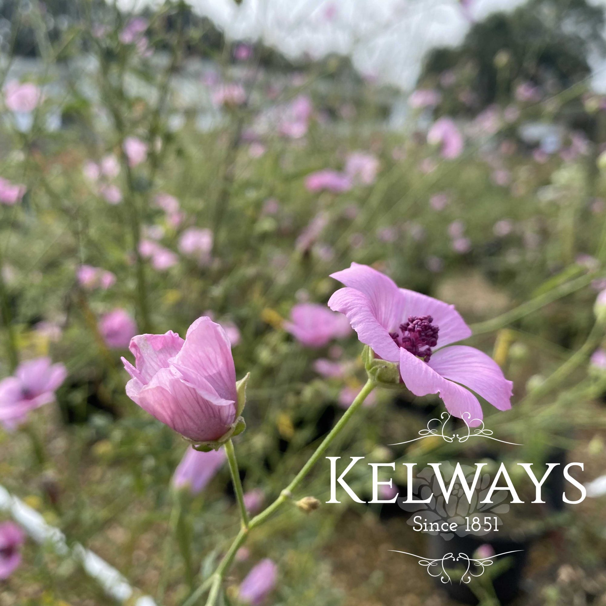 Althaea cannabina - Kelways Plants Ltd