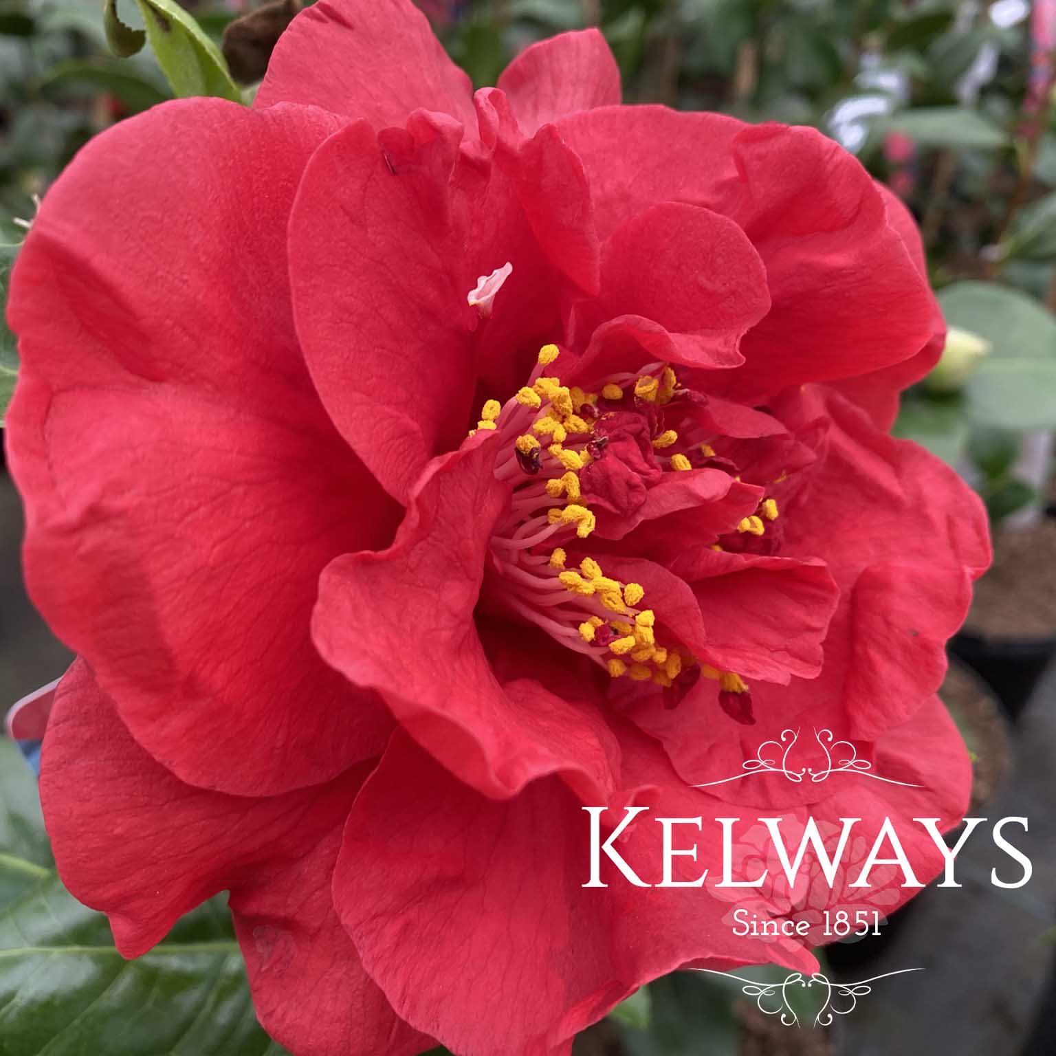 Camellia japonica 'Doctor Burnside' Kelways Plants Ltd