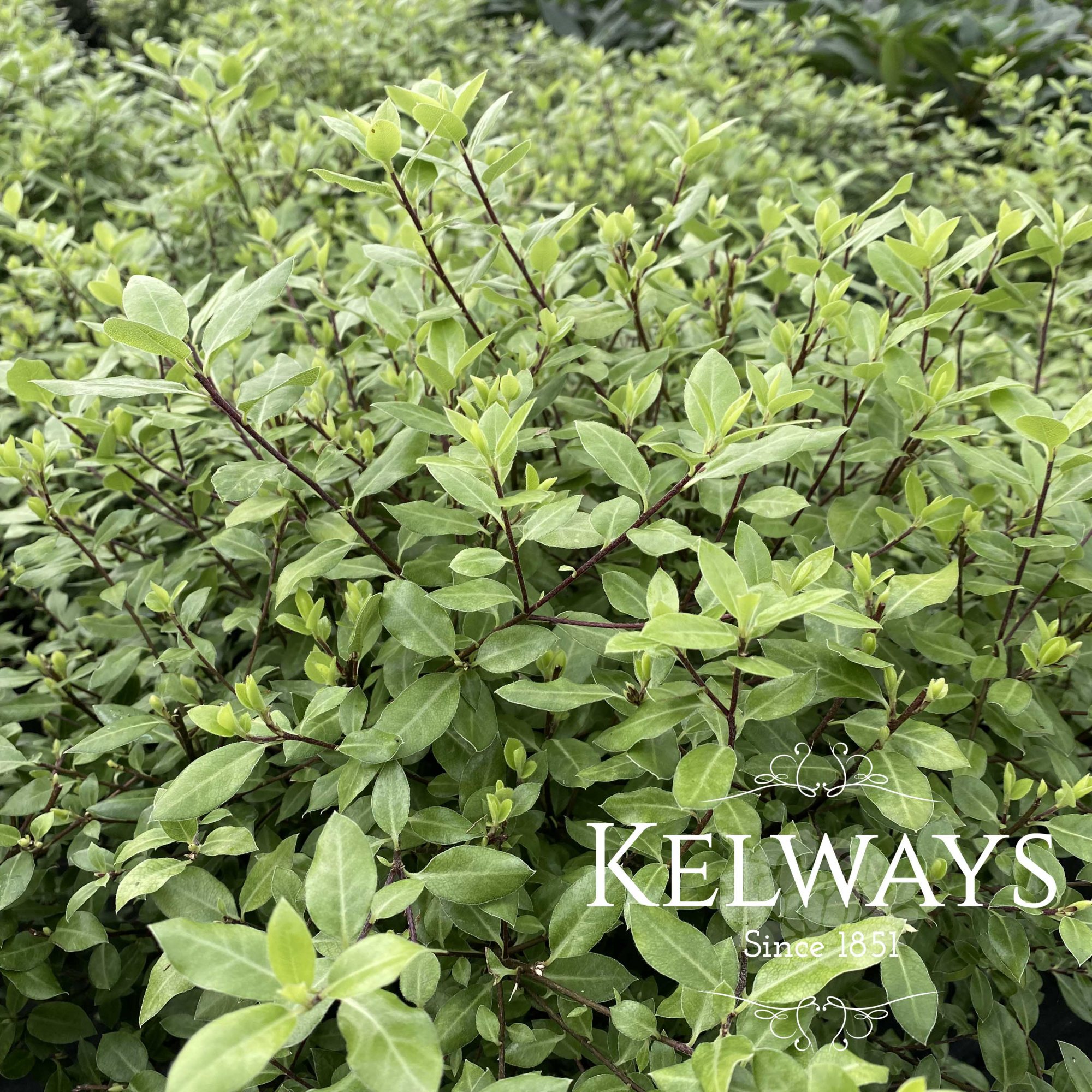 Pittosporum Beach Ball Kelways Plants Ltd