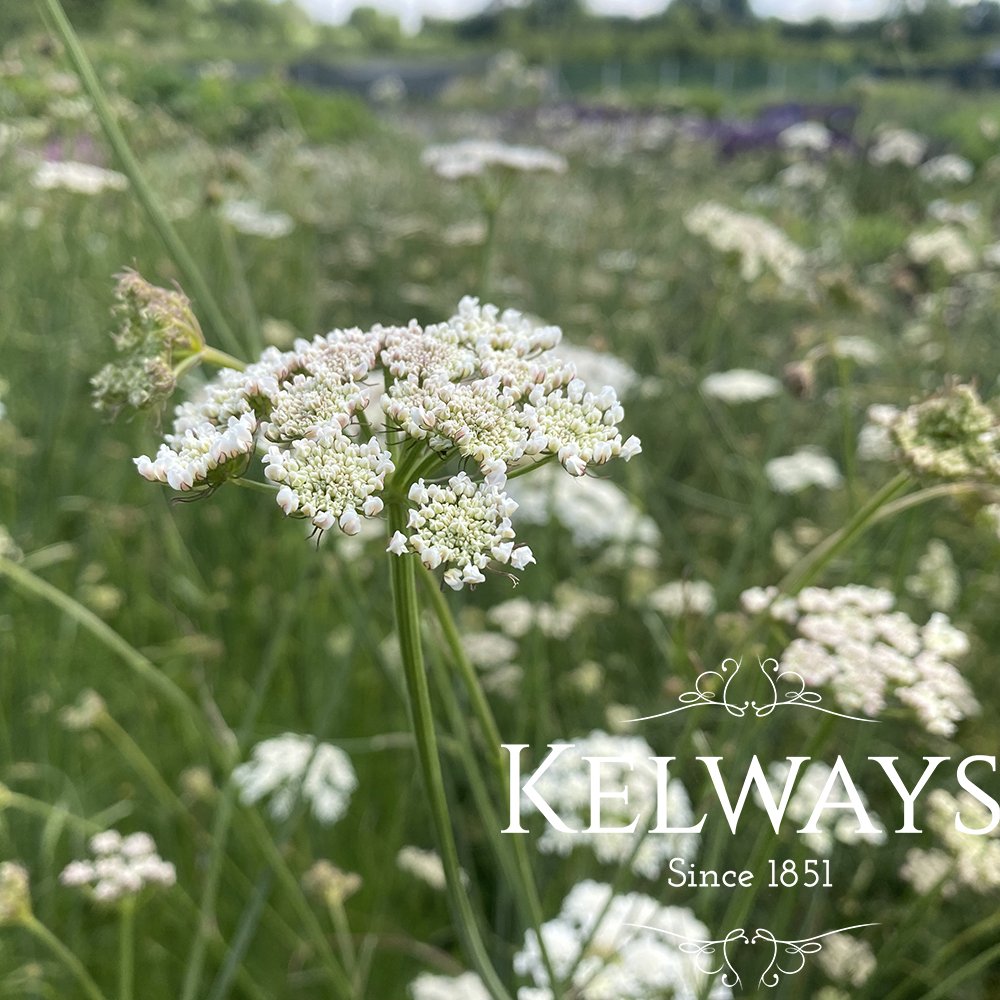 Bunium bulbocastanum Kelways Plants Ltd