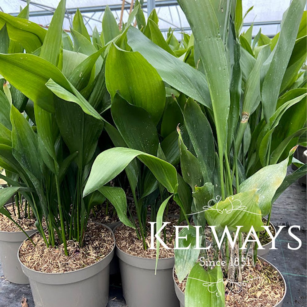 Aspidistra elatior Kelways Plants Ltd