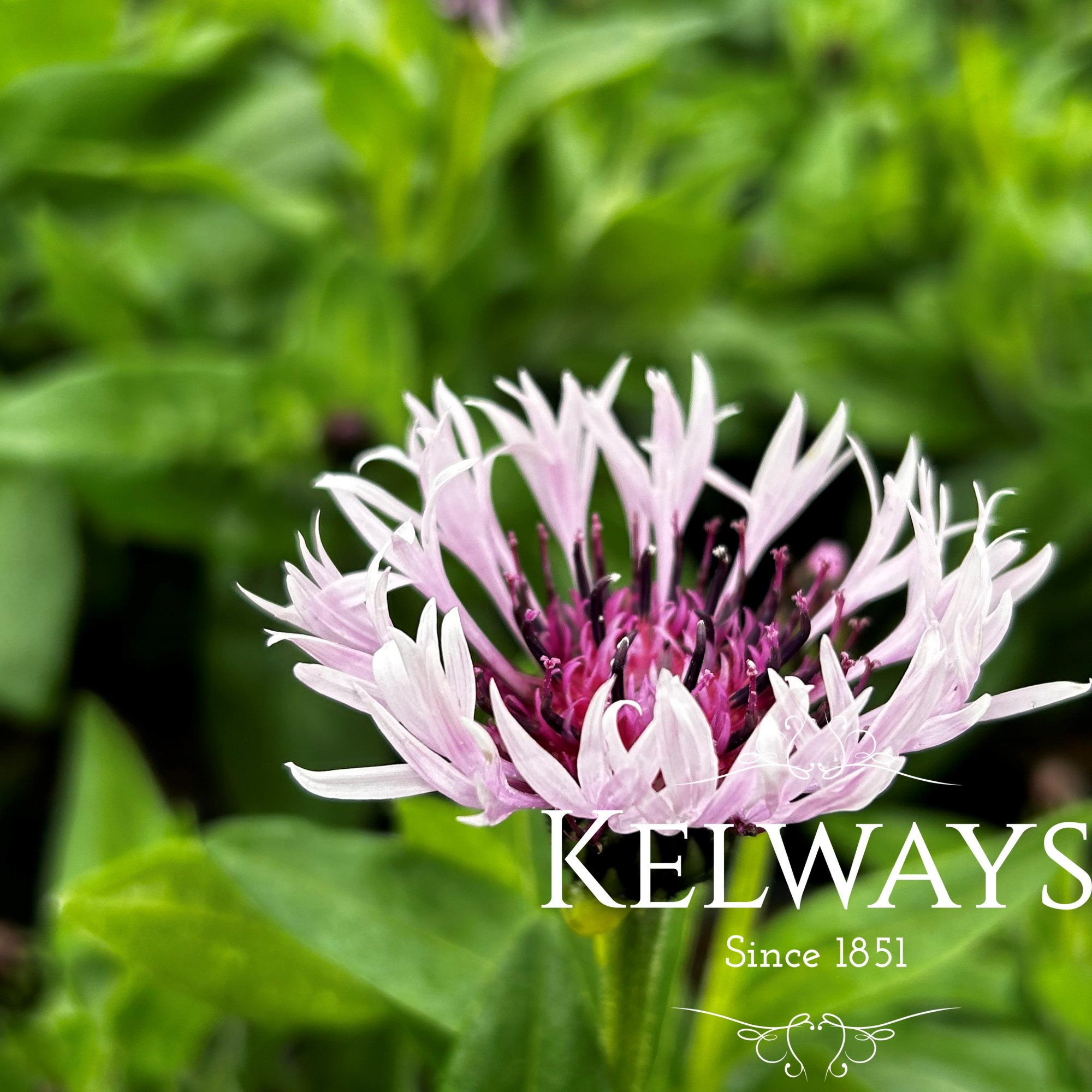 Centaurea montana TINI'S PINK ('Tp2022') - Kelways Plants Ltd