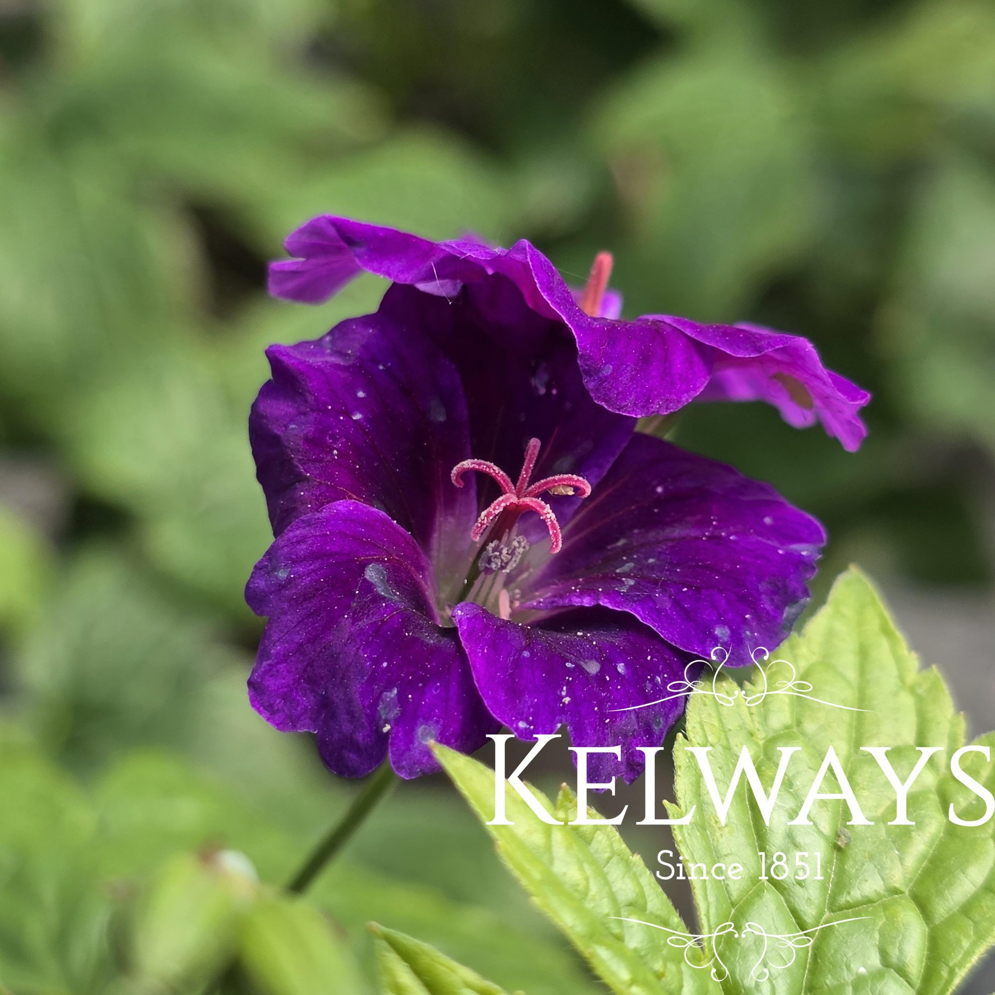 Geranium Nodosum Fielding s Folly 2 Litre Pot Kelways Plants Ltd geranium-nodosum-fielding-s-folly-2-litre-pot-kelways-plants-ltd