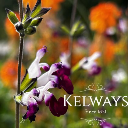 Salvias