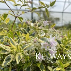 Abelia x grandiflora 'Hopley's' PBR (v)