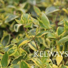 Abelia x grandiflora 'Hopley's' PBR (v)