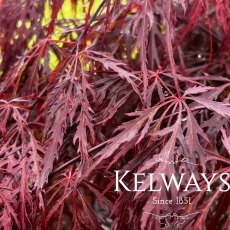 Acer palmatum 'Garnet'