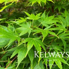 Acer palmatum 'Sango-kaku'