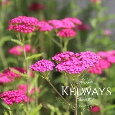 Achillea millefolium 'Cerise Queen' Achillea millefolium 'Cerise Queen'
