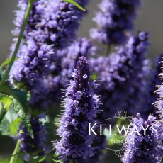 Agastache 'Blackadder'